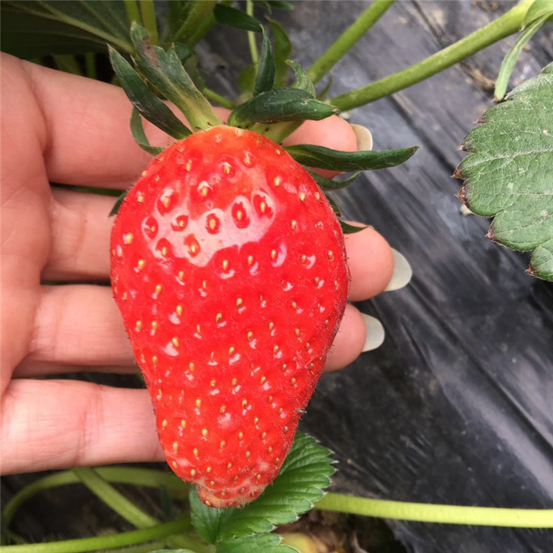 丰香草莓苗价格合理，草莓苗基地欢迎你