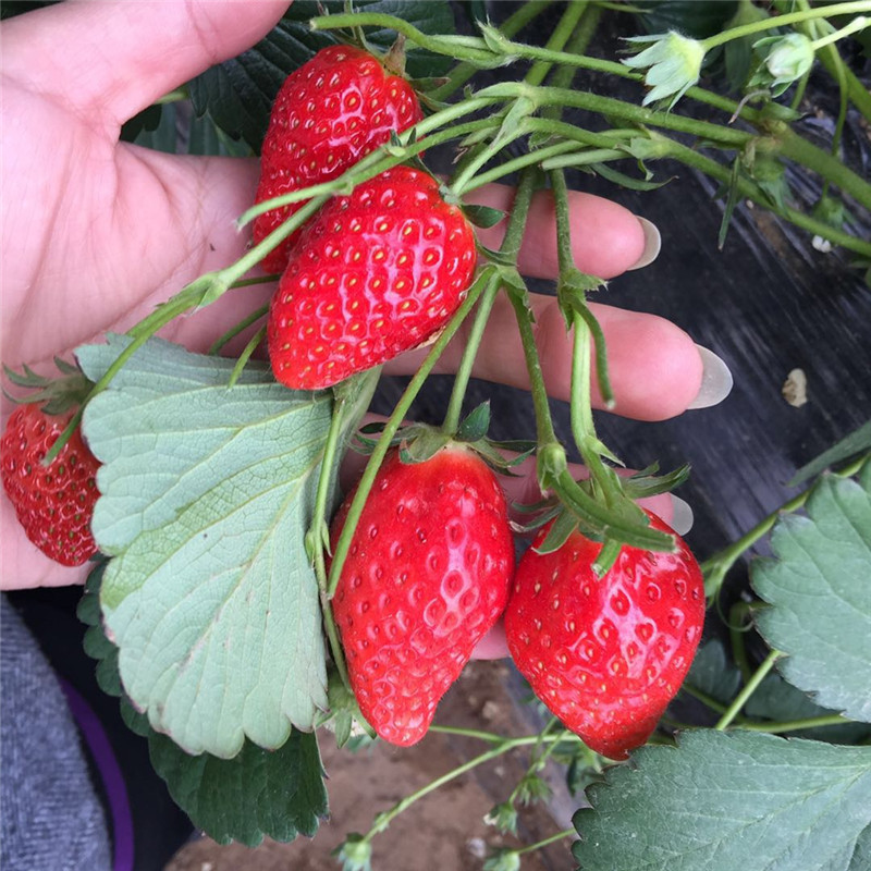 菠萝莓草莓苗欢迎来考察 冬香草莓苗出售