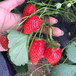 科左后旗奶油草莓苗基地诚信服务清香草莓苗出售