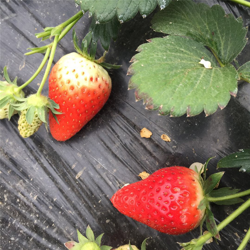 法兰地草莓苗种植管理，草莓苗基地欢迎你