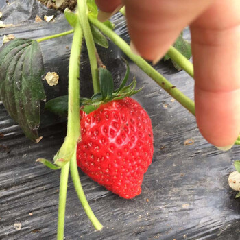 达赛来克特草莓苗移栽管理技术、草莓苗三叶一心