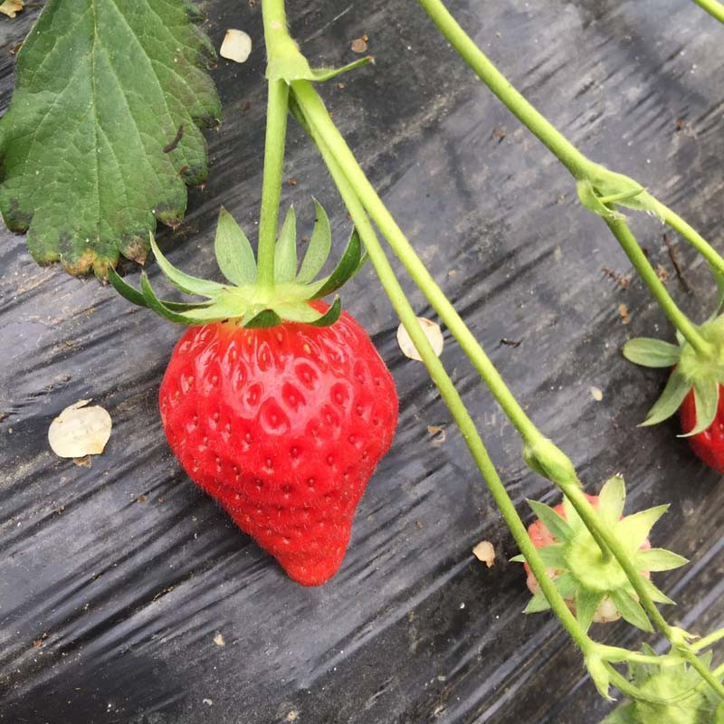 快报：红花草莓苗质量鑫奥农业欢迎你