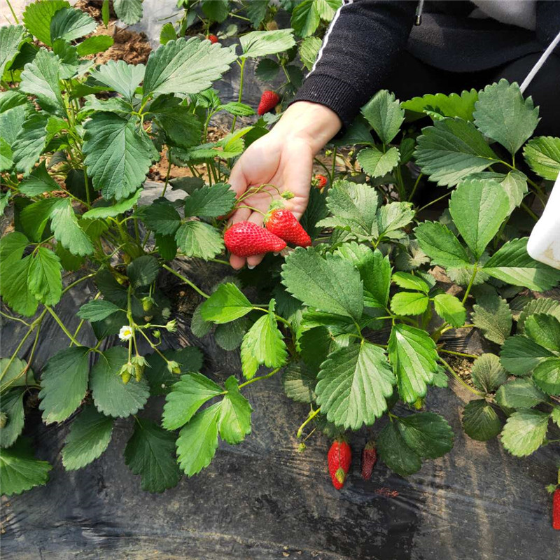 草莓苗报价，盆栽法兰地草莓苗栽培管理