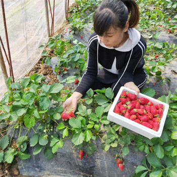 赛娃草莓苗大量预定法兰地草莓苗种植方法