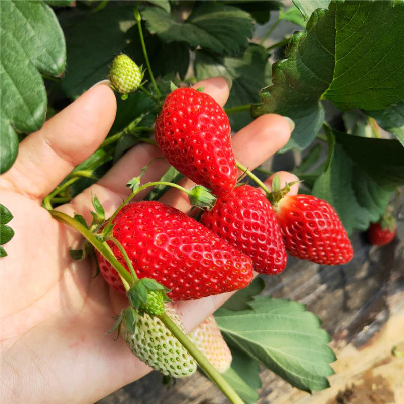 丰香草莓苗培育技术，草莓苗基地欢迎你