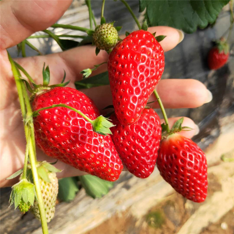 基地出售章姬草莓苗、管理方式