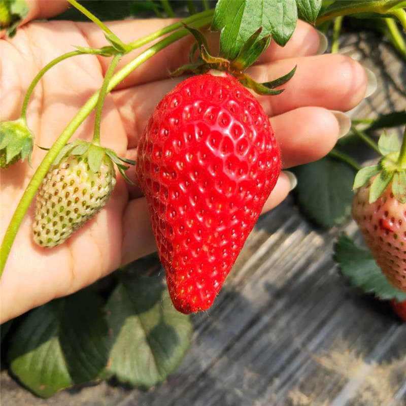 明晶草莓苗种植株距行距，草莓苗基地欢迎你