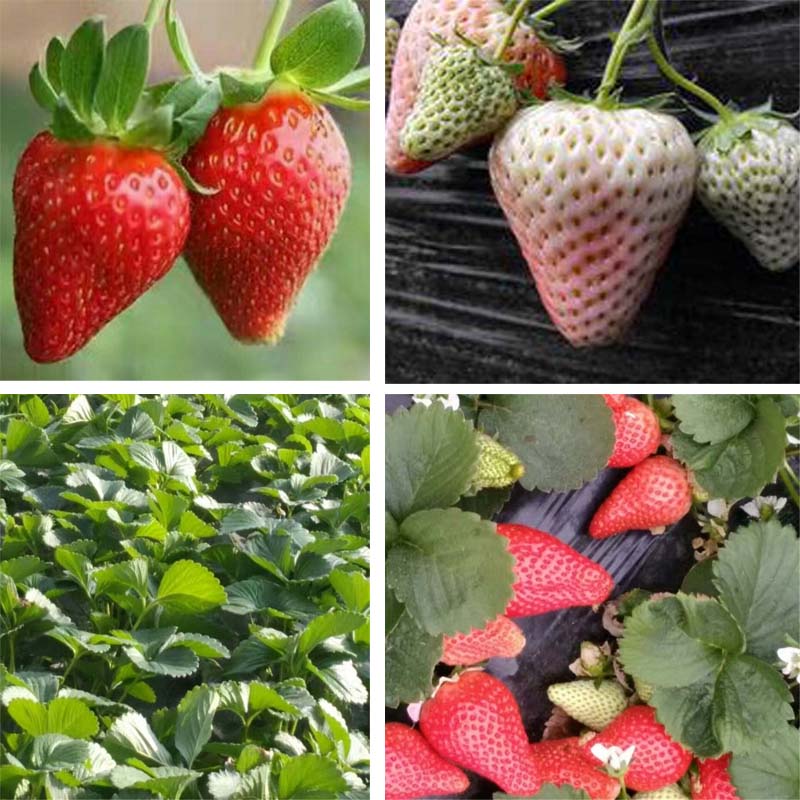 明晶草莓苗种植株距行距，草莓苗基地欢迎你
