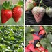 邹平法兰地草莓苗开始预定女峰草莓苗出售
