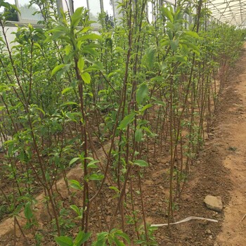 秋姬李子树苗种植管理，李子苗培育基地