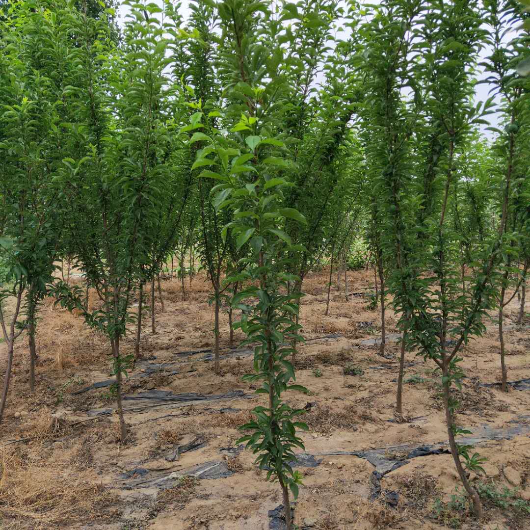 3公分澳13號(hào)李子樹苗適應(yīng)性強(qiáng)/李子苗誠(chéng)信商家