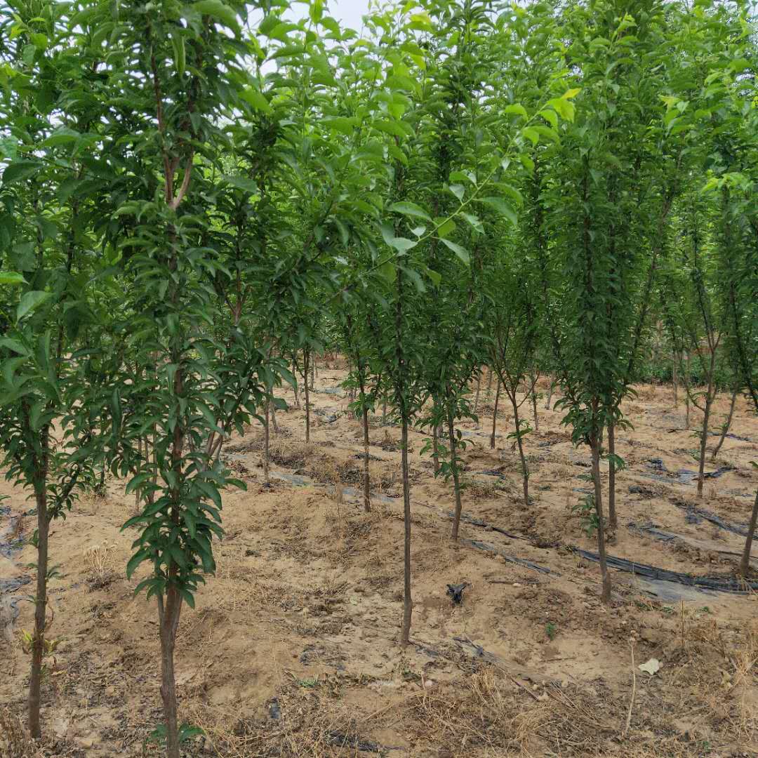 3公分珍珠李子樹(shù)苗選購/李子苗質(zhì)優(yōu)