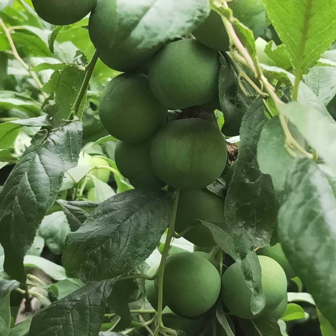 廠家直供蜂糖李子樹苗 黑寶石李子樹苗剪修技術(shù)