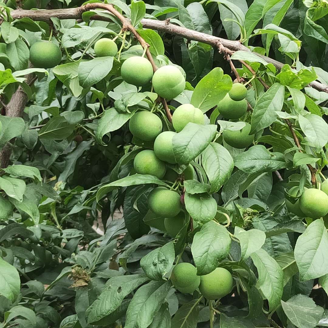 北碚0.8公分珍珠李子樹苗培育技術(shù)凱爾斯李子樹苗供應(yīng)