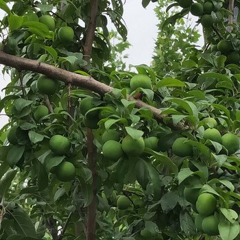 黑琥珀李子树苗品种，李子苗培育基地