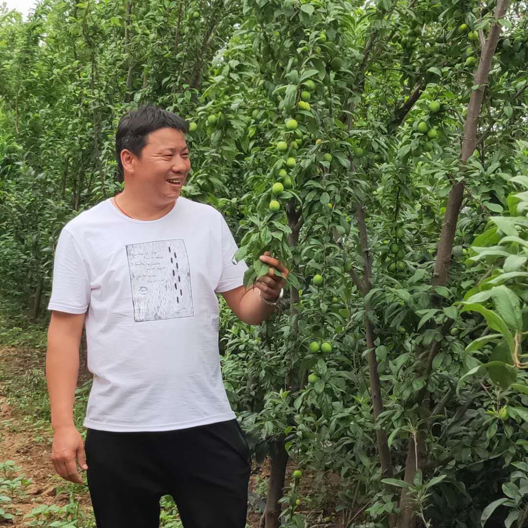 紫琥珀李子樹苗黑布朗李子樹苗種植方法
