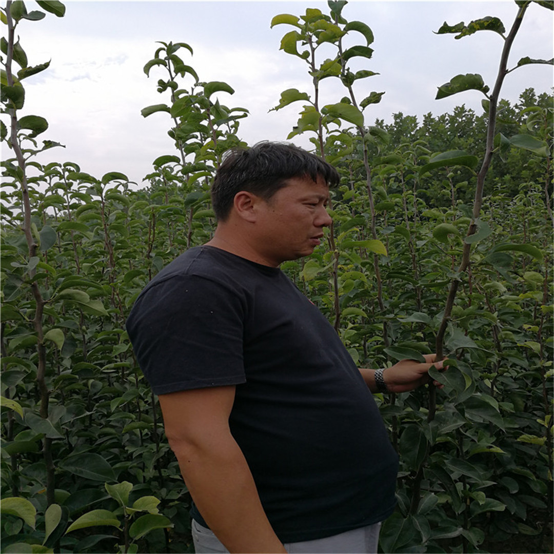 西安雪花梨树苗种植方法砀山酥梨树苗价格