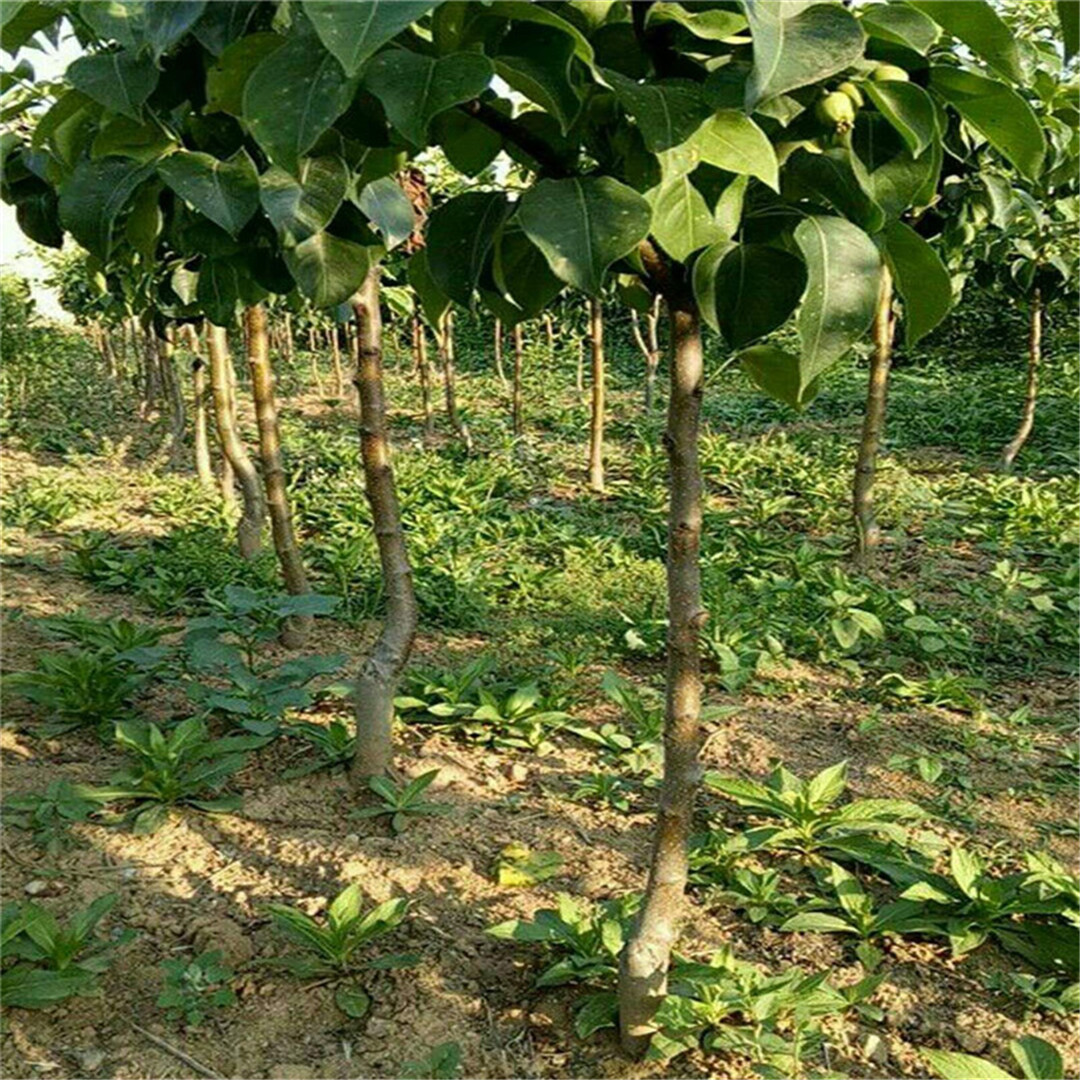 西安雪花梨树苗种植方法砀山酥梨树苗价格