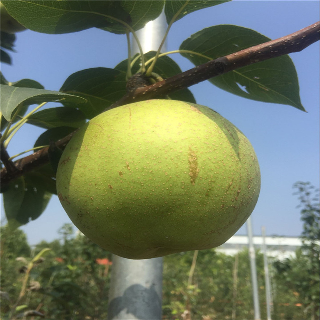 1到5公分圆黄梨树苗根系发达/梨树苗种植方法