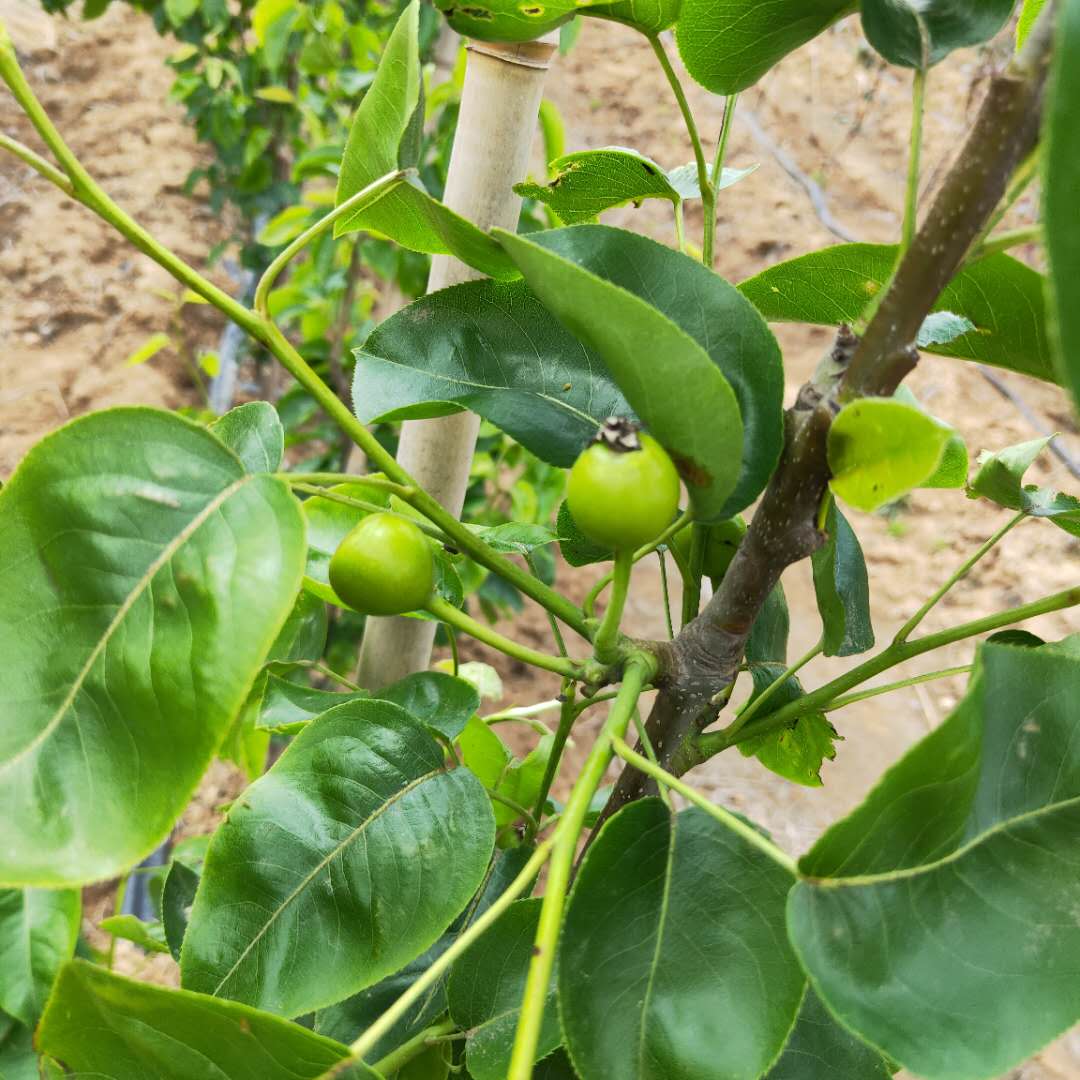 1到5公分圆黄梨树苗根系发达/梨树苗种植方法