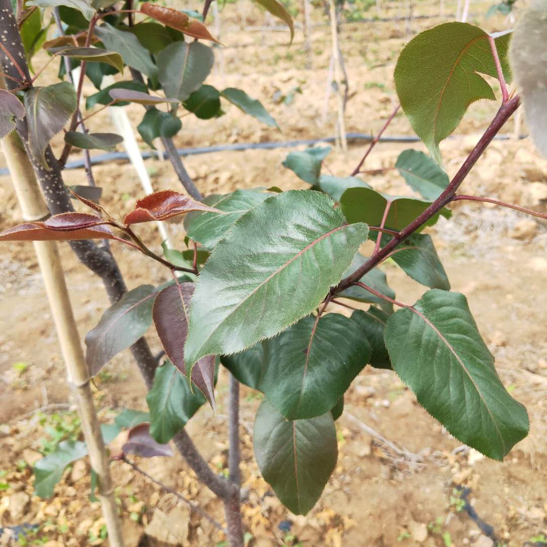 早红考密斯梨树苗 意大利黑梨树苗种植方法