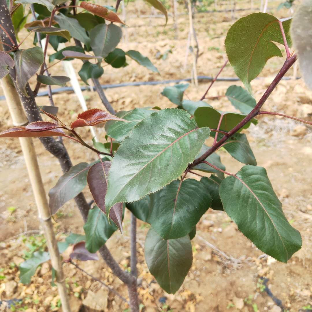 雪花梨树苗保湿发货、梨树苗大型培育基地