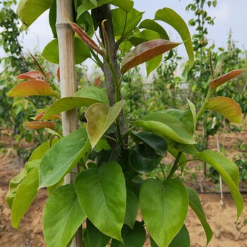 玉露香梨樹(shù)苗施肥管理。梨樹(shù)苗大量供應(yīng)