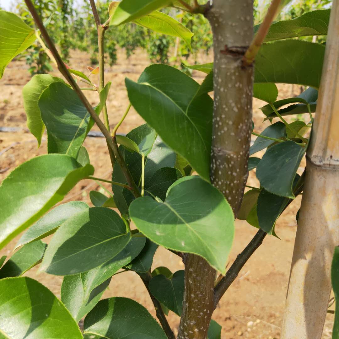 1到5公分红香酥梨树苗当年小苗/梨树苗种植方法