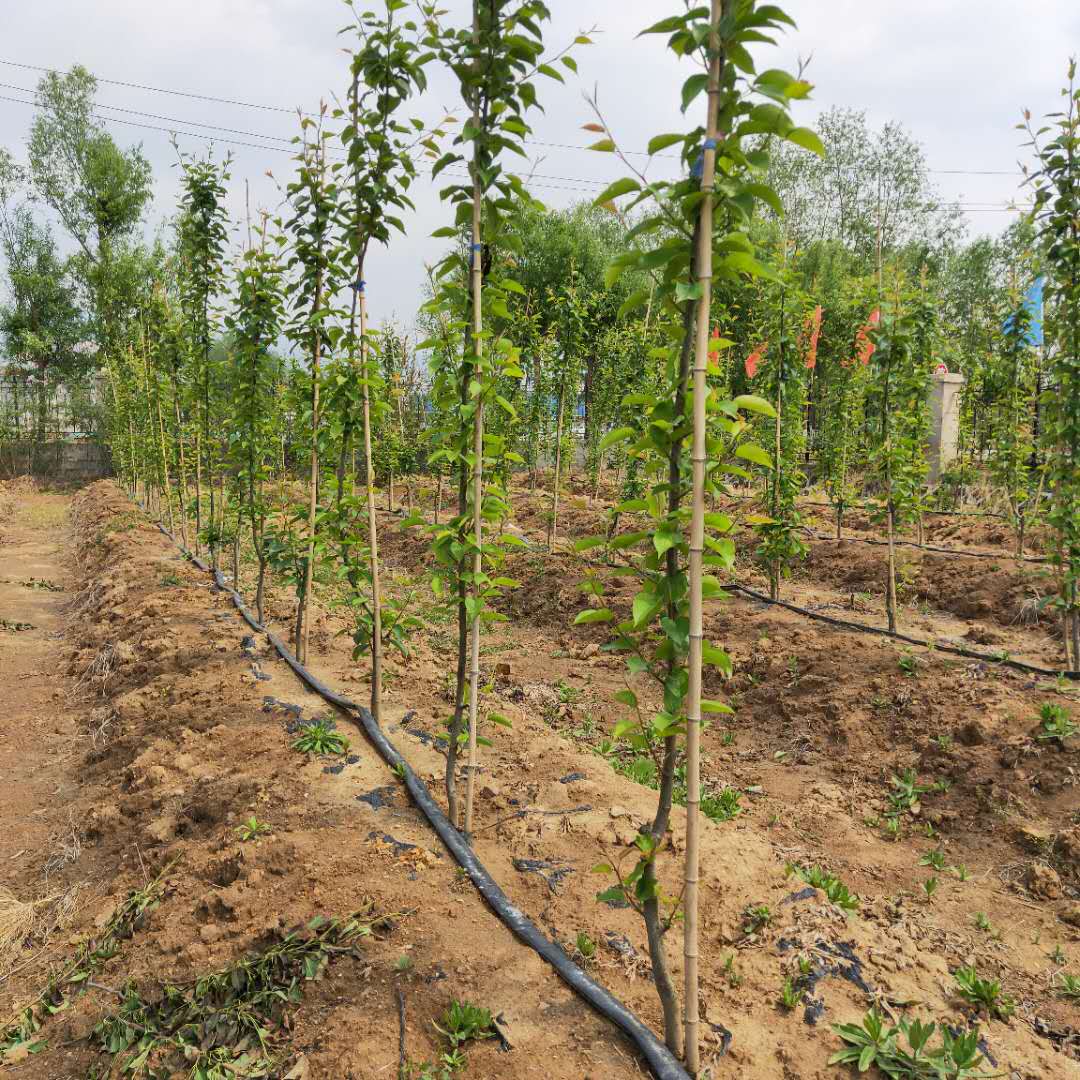 1到5公分红香酥梨树苗当年小苗/梨树苗种植方法