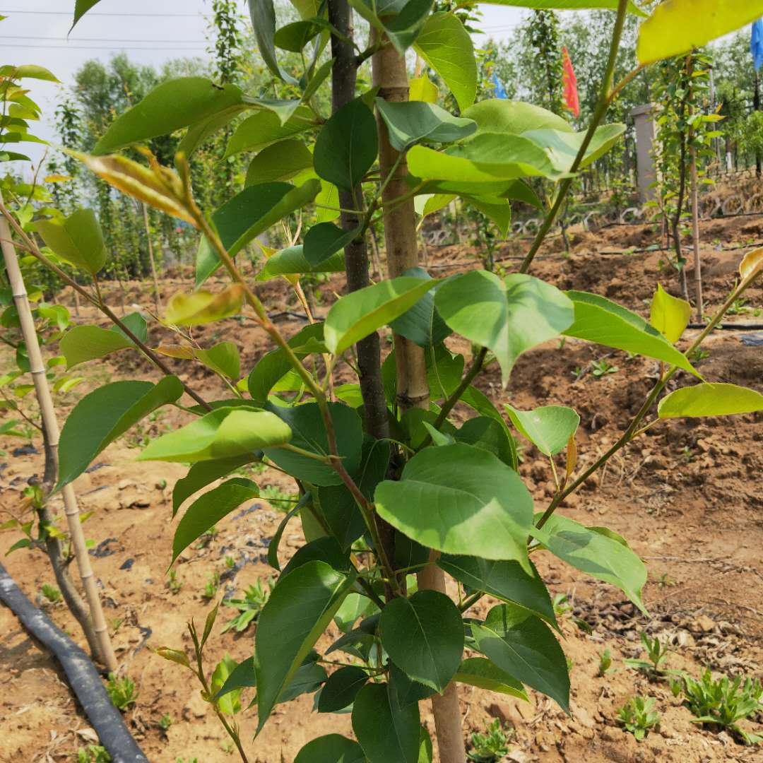 1到5公分红香酥梨树苗保湿发货/梨树苗施肥管理