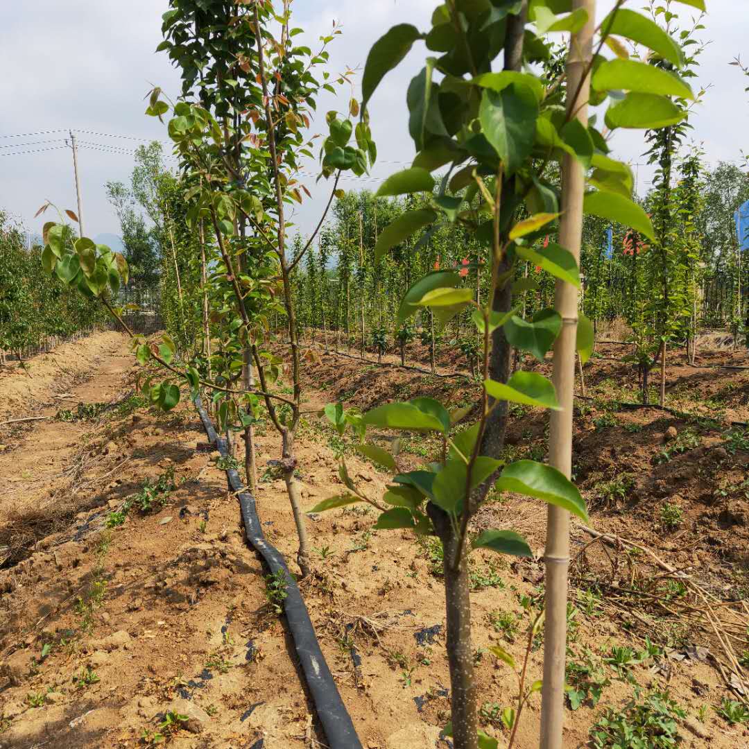 罗莎梨树苗推荐  翠冠梨树苗适应性强