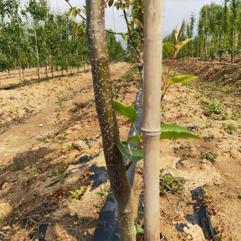 果洛砀山酥梨树苗详细介绍玉梨树苗价格