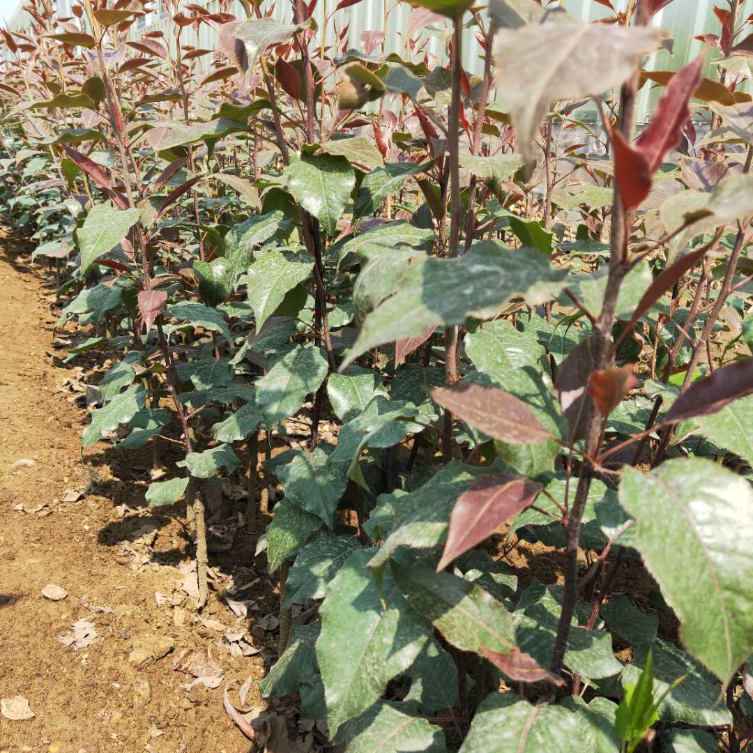 1到5公分红香酥梨树苗当年小苗/梨树苗种植方法