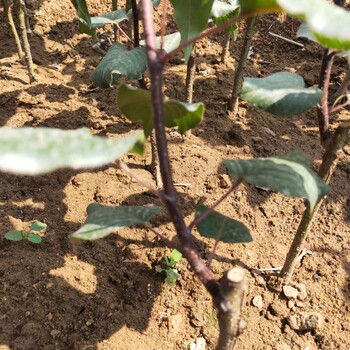 芜湖翠冠梨树苗培育介绍黄冠梨树苗出售