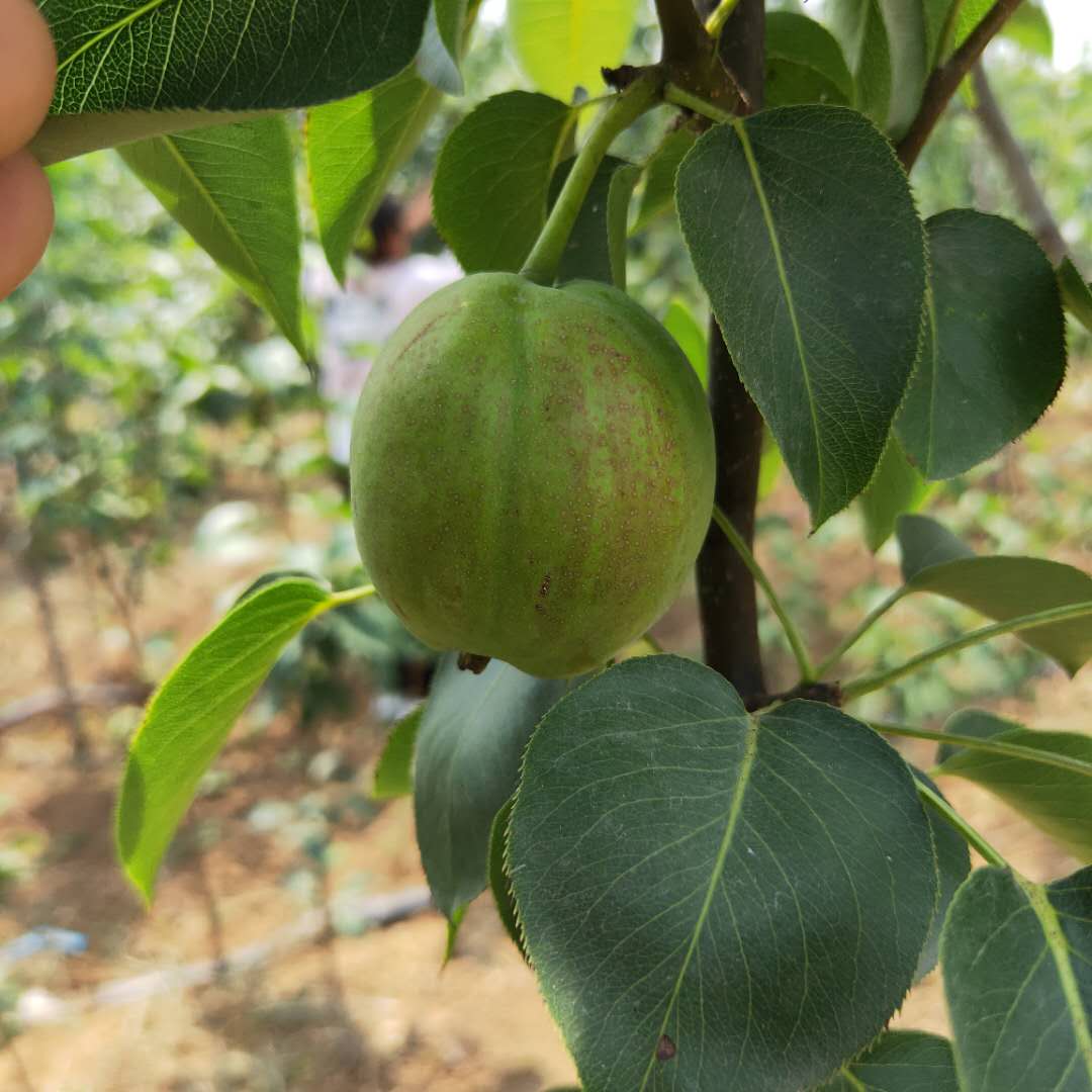 红安久梨树苗免费提供种植管理。梨树苗大量供应