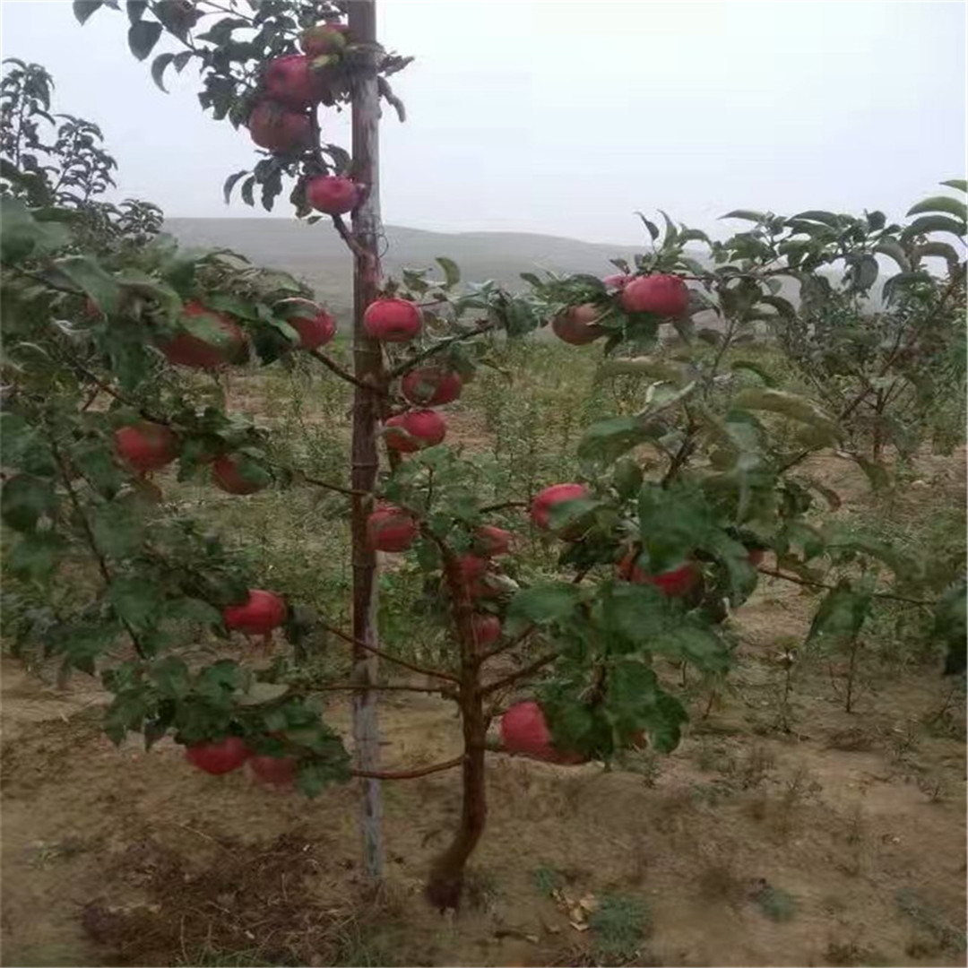 矮化红丽苹果树苗介绍  红嘎啦苹果树苗适应性强