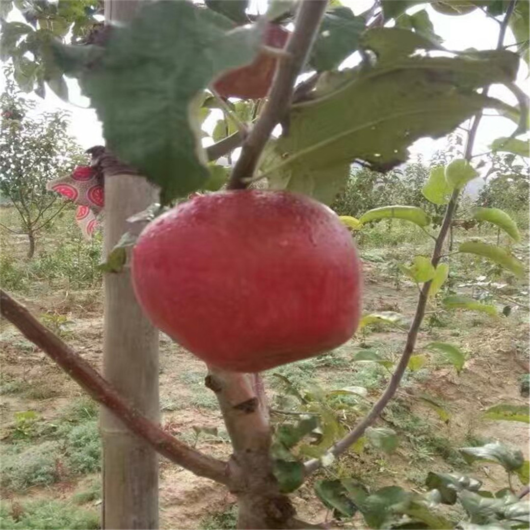 煙富八號蘋果苗歡迎訂購 太平洋嘎啦蘋果苗全國發(fā)貨