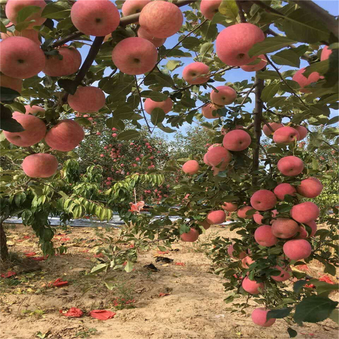 矮化红丽苹果树苗大量出售/苹果苗品种丰富