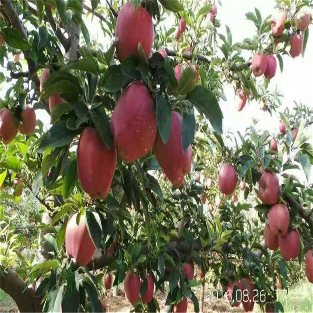 矮化嘎啦蘋果樹苗介紹  蜜脆蘋果樹苗純度廠家