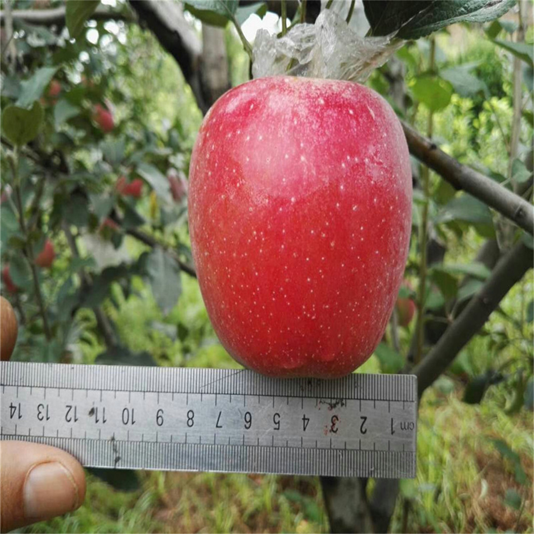 矮化M26矮化苹果树苗介绍  红夏苹果树苗全国发货