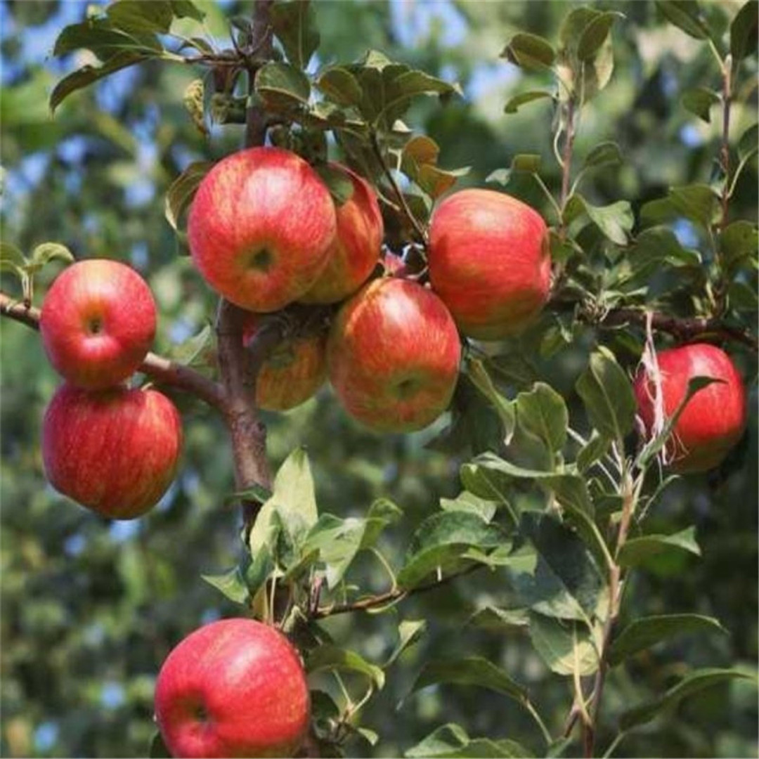 富士王苹果树苗种植方法 乔纳金苹果苗产品展示