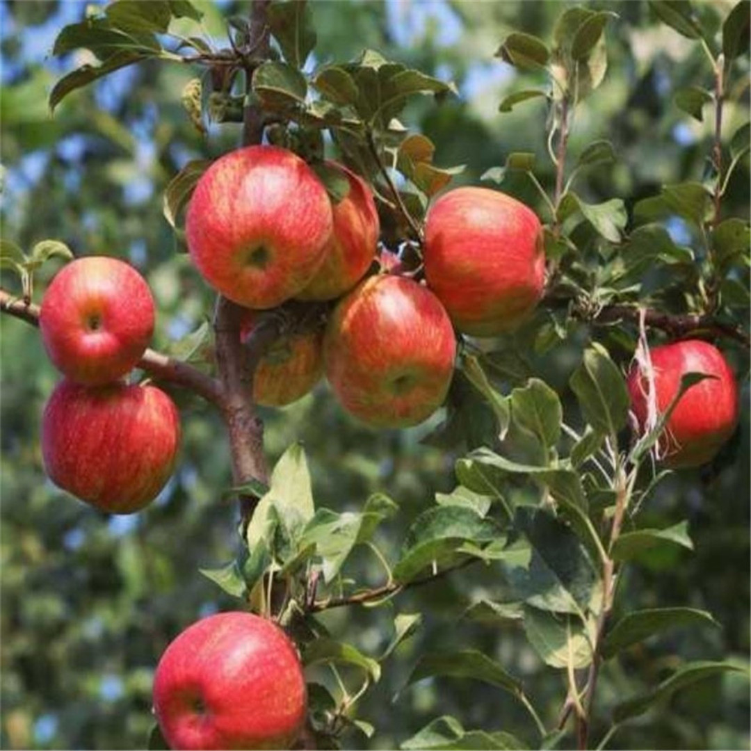 鲁丽苹果树苗润太1号苹果树苗报价