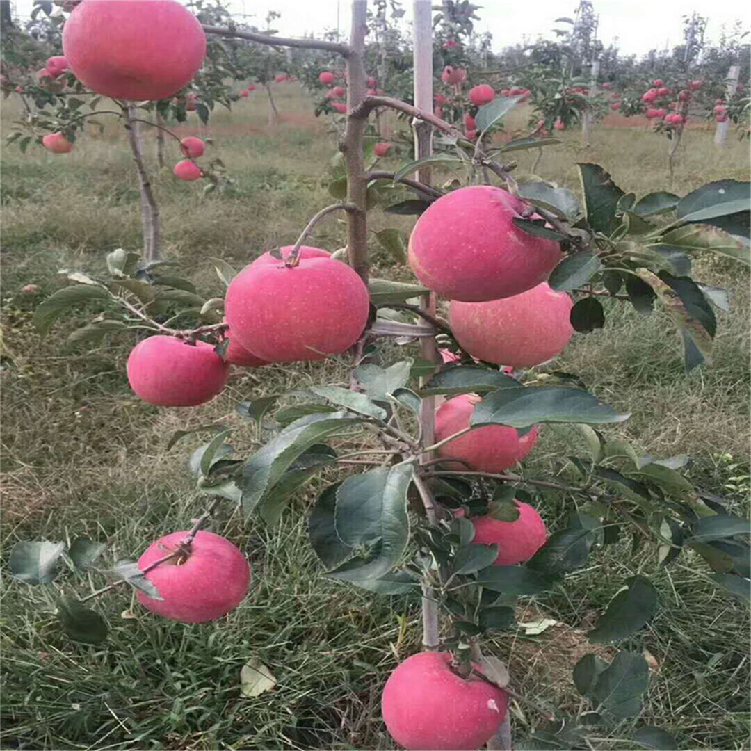 矮化烟富八号苹果树苗结果现状/苹果苗基地预定