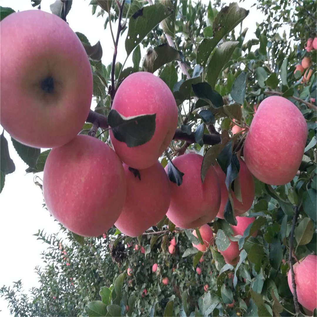 矮化烟富八号苹果树苗种植株距行距/苹果苗种植技术