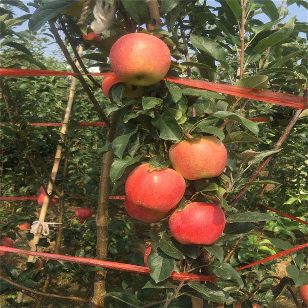 矮化红丽苹果树苗介绍  红嘎啦苹果树苗适应性强