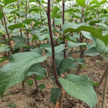 矮化紅麗蘋果樹苗報價/蘋果苗當年小苗