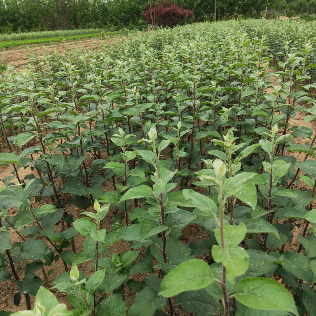 矮化金帅苹果树苗介绍  烟富八号苹果树苗栽培技术