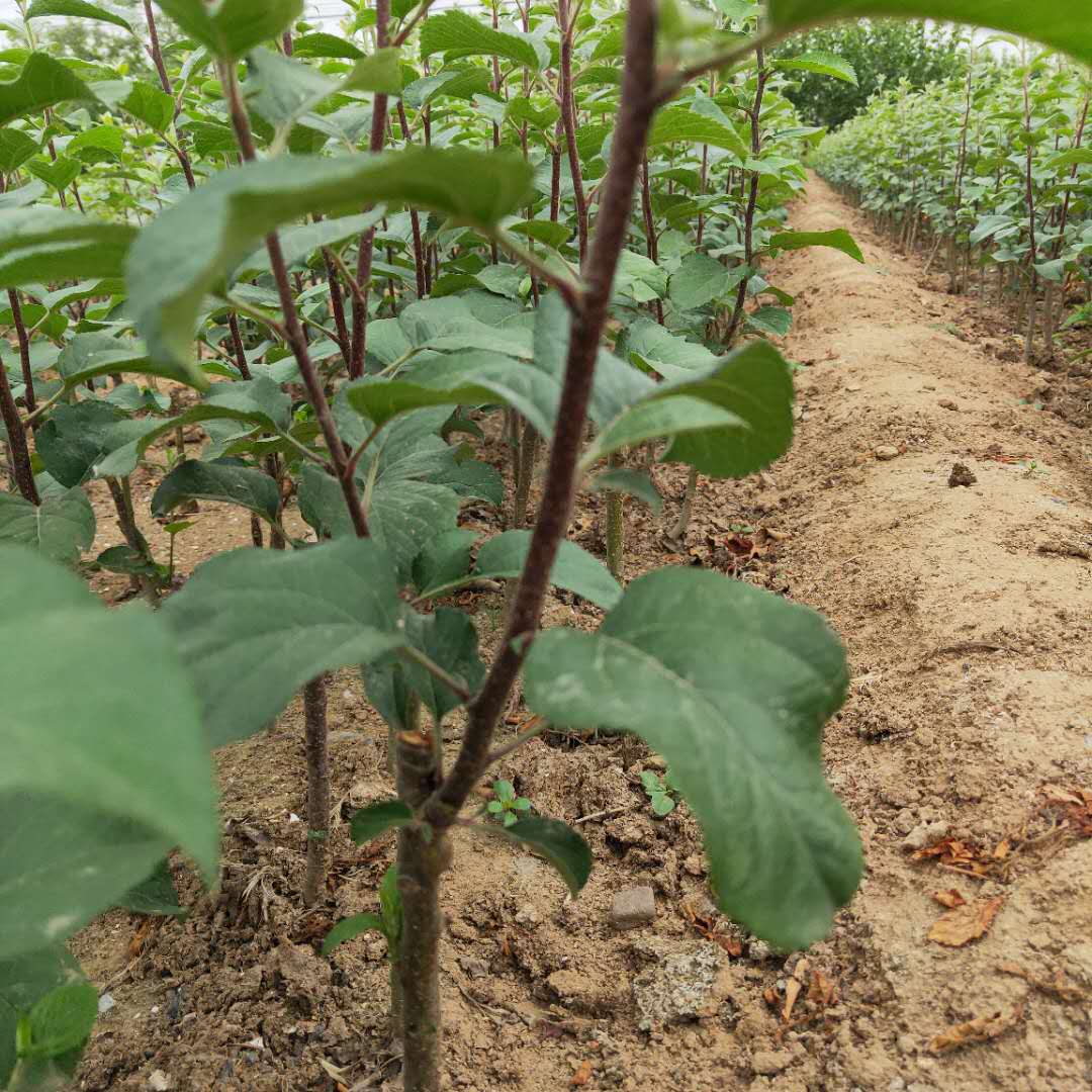 中秋王苹果树苗富士王苹果树苗信誉