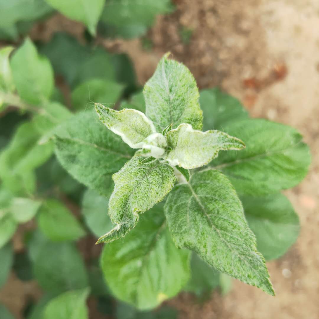 矮化金帅苹果树苗介绍  烟富八号苹果树苗栽培技术