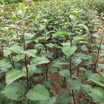 烟富八号苹果树苗现挖现卖，欢迎来实地考察